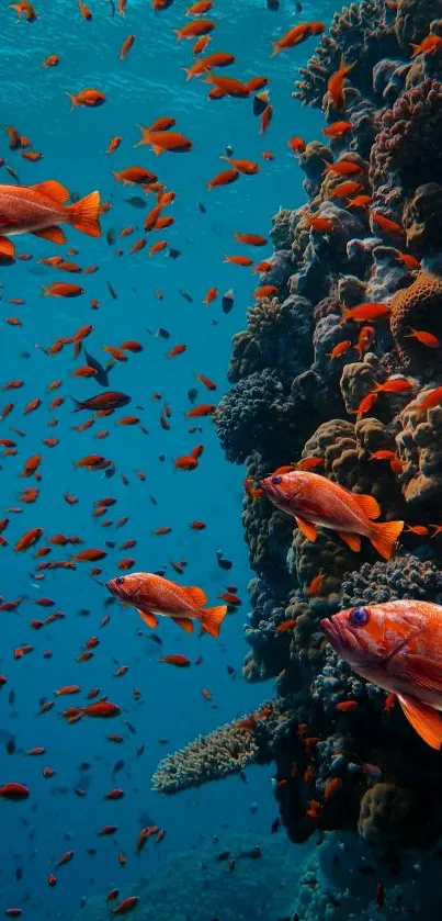 Orange fish swim in a vibrant coral reef underwater scene.