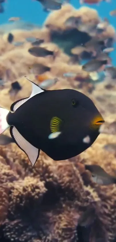 Black fish swimming over colorful coral reef.