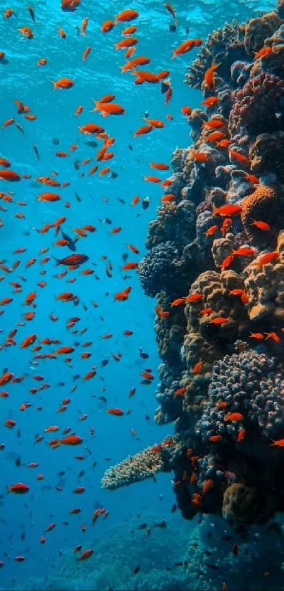 A vibrant coral reef with orange fish under aqua blue water.