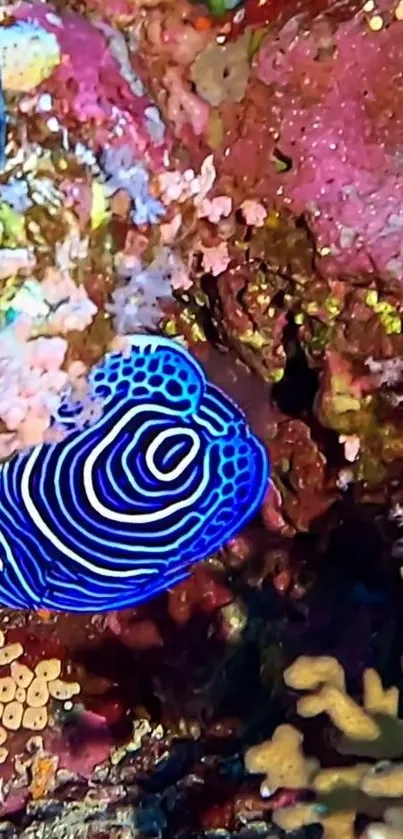 Vibrant blue fish in colorful coral reef environment