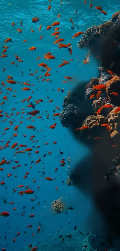 Colorful coral reef with swarming fish in blue ocean water.