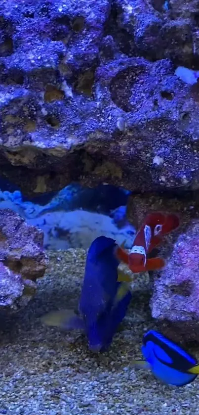 Colorful coral reef scene with vivid marine life and clownfish.