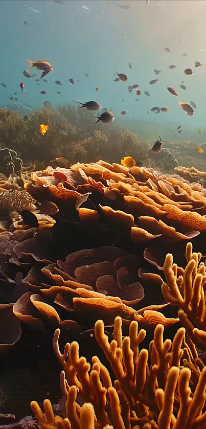 Colorful coral reef with fish swimming above in sunlit ocean water.