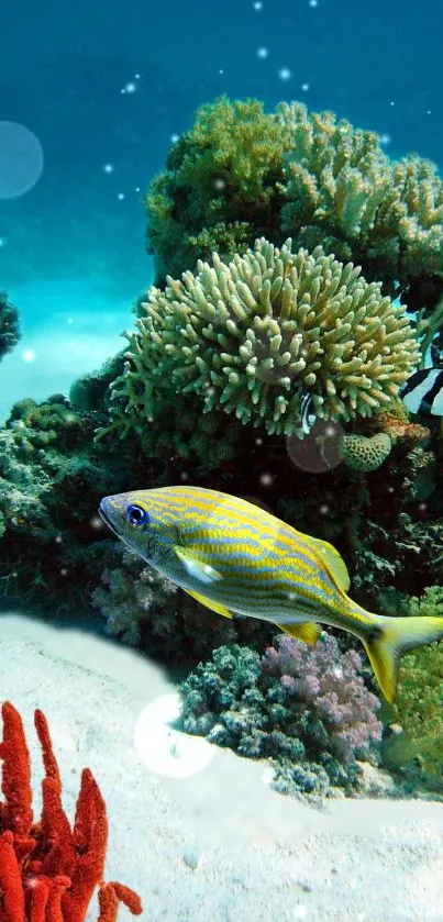 Colorful coral reef with fish swimming in clear water.