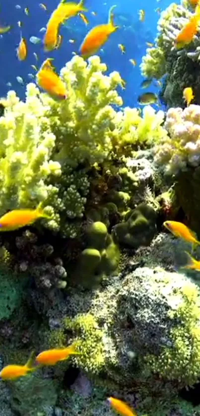 Vibrant coral reef with colorful fish and lush corals.