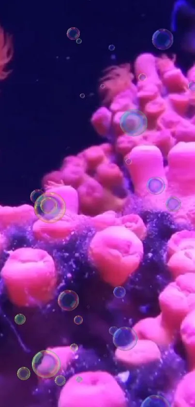 Colorful pink coral with glowing bubbles wallpaper.