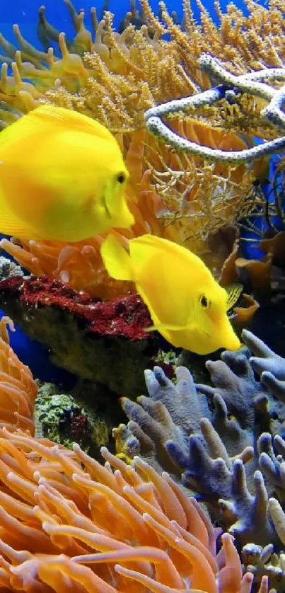 Yellow fish swimming amid colorful coral reef.