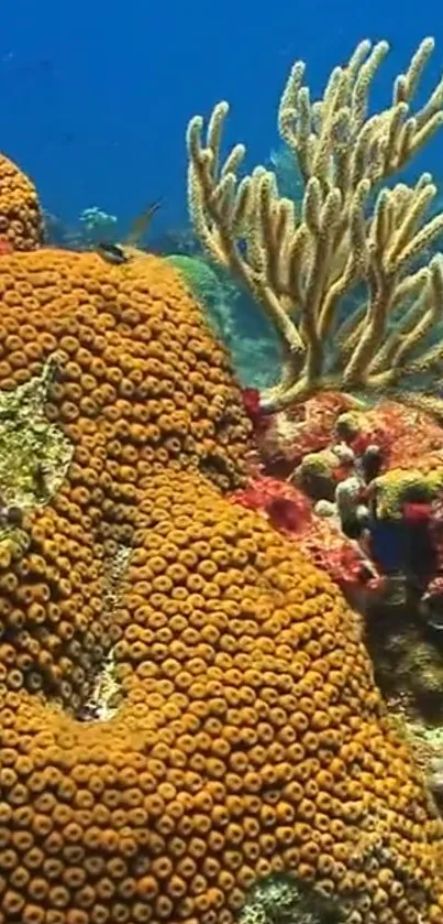 Vibrant coral reef with colorful marine life and underwater flora.