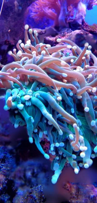 Vibrant coral reef showcasing marine life and ocean beauty.