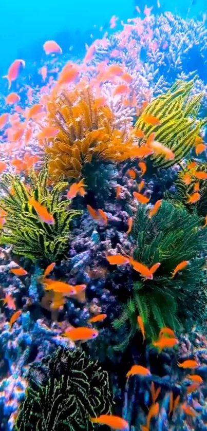 Vivid coral reef with colorful marine life in bright blue ocean.