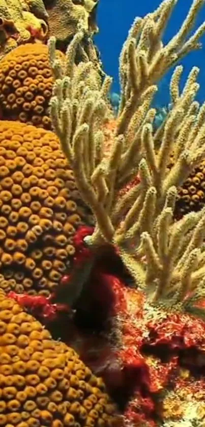 Colorful coral reef with vibrant marine life.