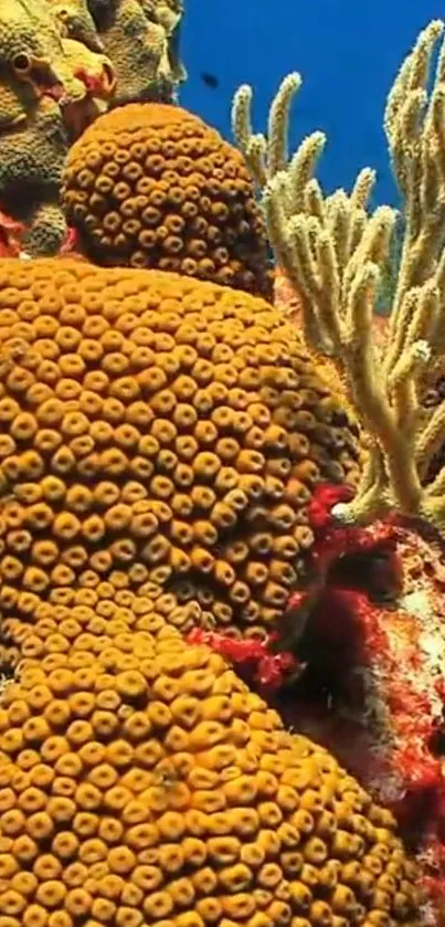 Vibrant coral reef with colorful marine life.