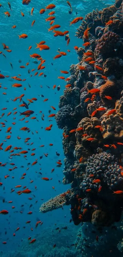 Colorful coral reef with tropical fish underwater.