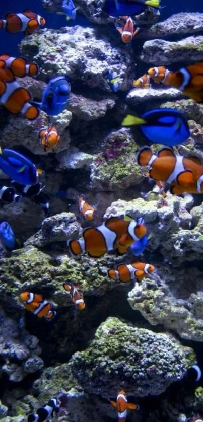 Vibrant coral reef with clownfish and blue tangs on a phone wallpaper.