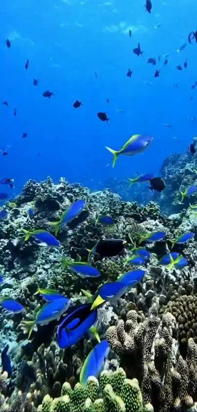 Vibrant coral reef with tropical fish swimming in clear blue water.