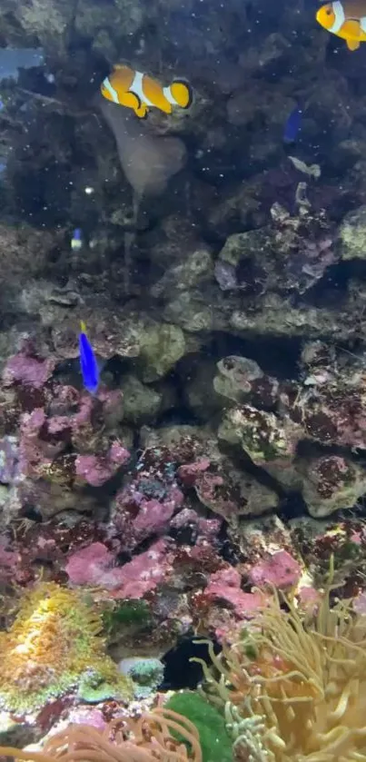 Colorful coral reef with clownfish swimming.