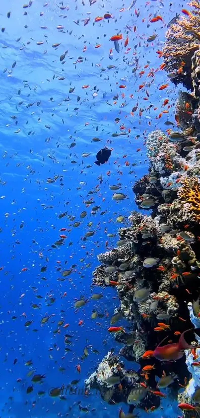 Bright coral reef with vibrant marine life in blue ocean waters.