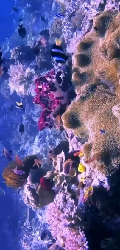 Vibrant coral reef with colorful marine life underwater.