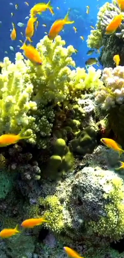 Vibrant coral reef with tropical fish and colorful corals.