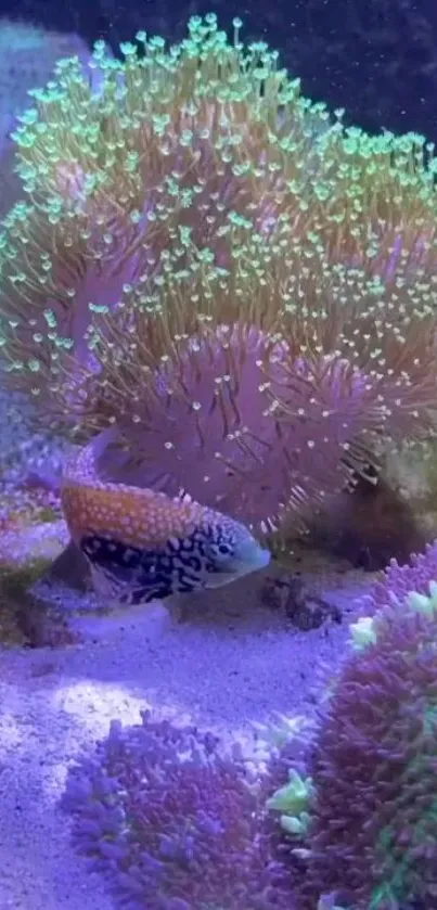 Colorful fish swimming near vibrant corals underwater.