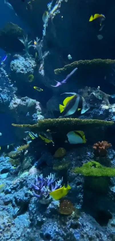 Vibrant underwater coral reef with colorful fish.