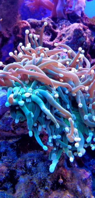 Vibrant coral reef with diverse marine life.