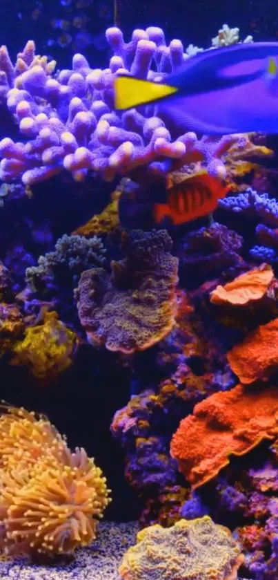 Vibrant coral reef aquarium with colorful fish.