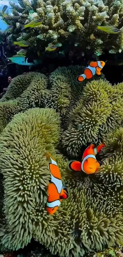 Clownfish swimming in vibrant green coral reef.