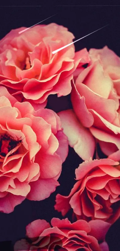 Vibrant coral roses on a dark background.