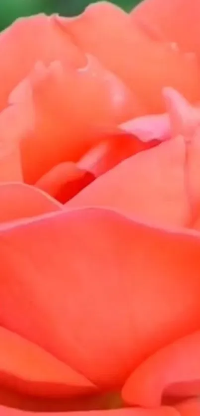 Close-up of a vibrant coral rose with lush petals.