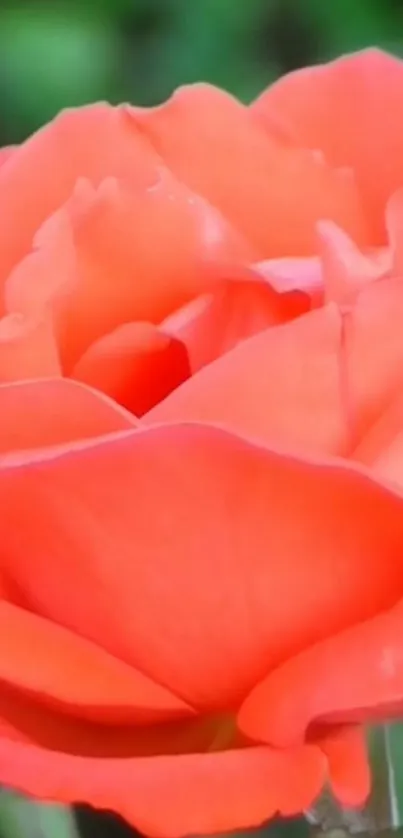 Vibrant coral rose with lush petals against green background.