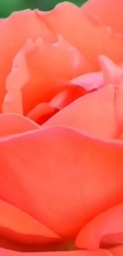 Beautiful coral rose close-up wallpaper for phones.