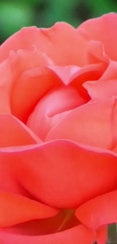 Vibrant coral rose close-up with lush petals.