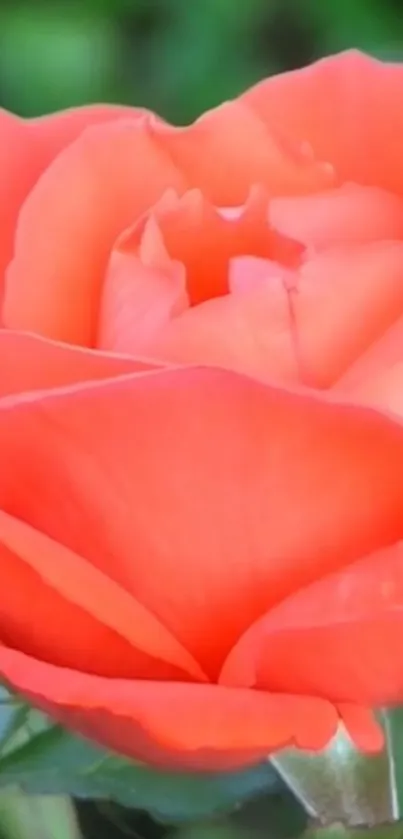 Close-up of a vibrant coral rose in full bloom.