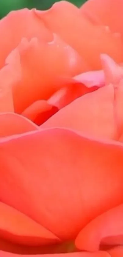 Close-up of a vibrant coral rose with soft petals.