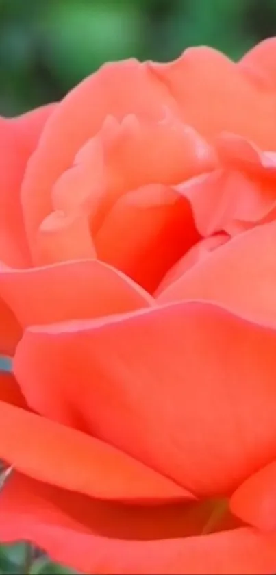 Vibrant coral rose with lush petals in full bloom.