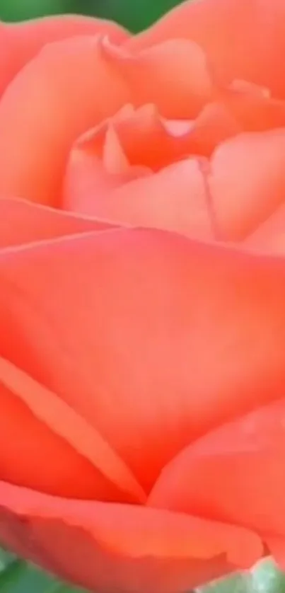 Close-up of vibrant coral rose petals in nature.