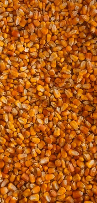 Close-up of vibrant golden corn kernels.