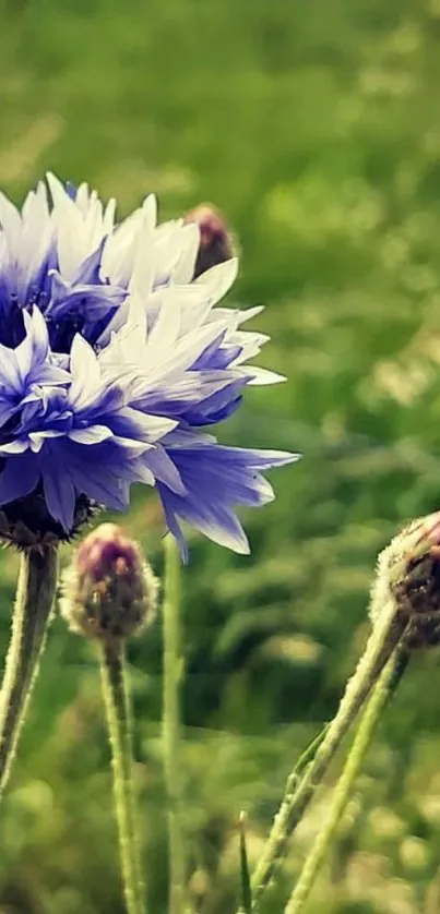 Close-up of a purple cornflower with a green background.