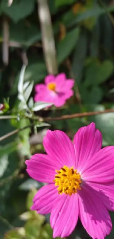 Pink cosmos flower with green foliage background.