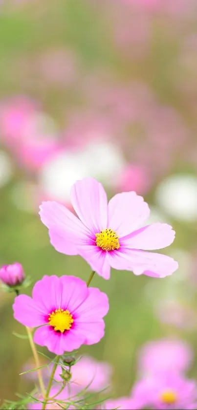 Pink cosmos flowers in bloom with a soft green and bokeh background.