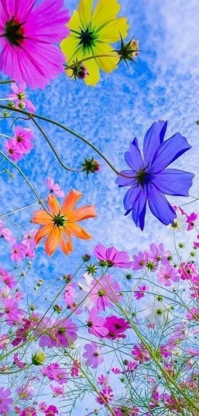 Colorful cosmos flowers with a blue sky backdrop, perfect for a nature-inspired wallpaper.