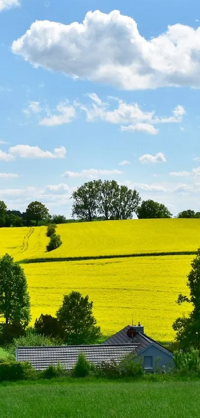 Lush green fields and yellow blossoms under a clear blue sky.