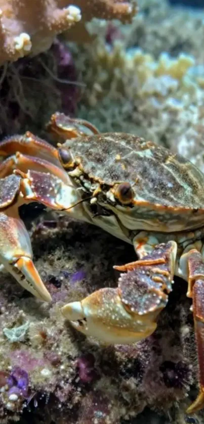 Crab resting on coral reef in ocean.
