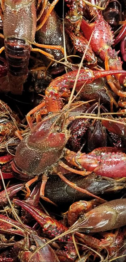 Close-up of vibrant and detailed crawfish collection.