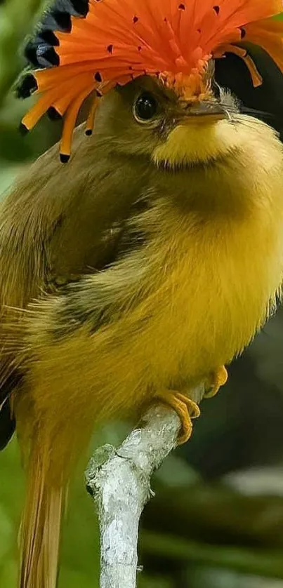 Crested bird with vibrant orange plumage perched on branch.