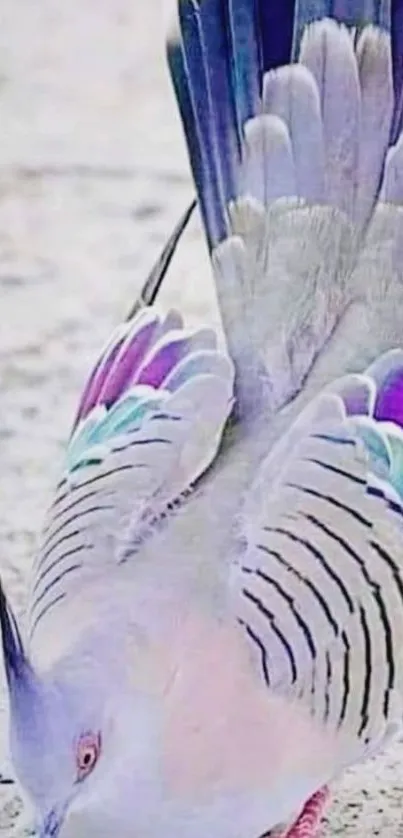 Crested pigeon with vibrant feathers on stone background.