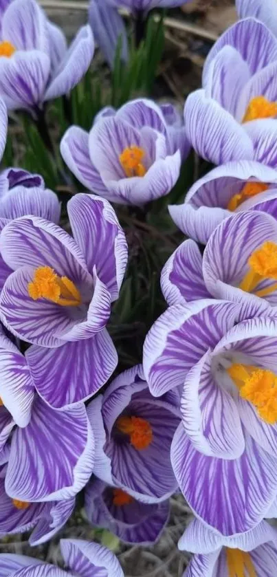 Purple crocus flowers with orange centers.