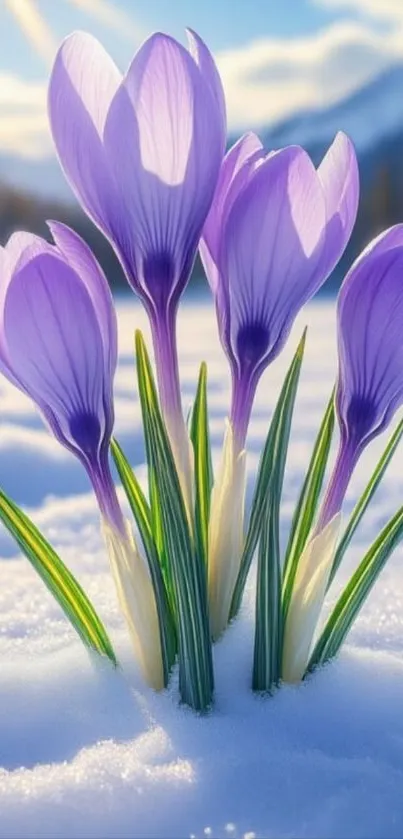Purple crocus flowers blooming in snow under sunlight.