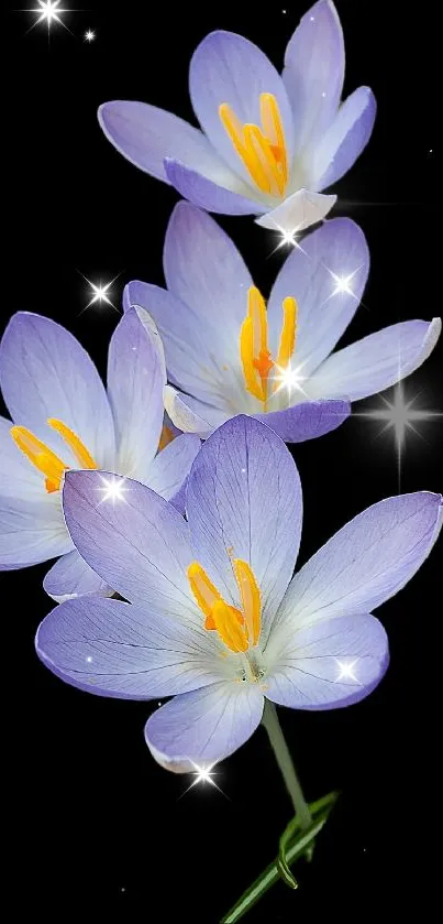 Purple crocus flowers with dark background on wallpaper.